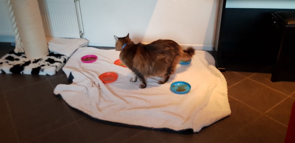 Ook voor katten is Applied Zoopharmacognosy geschikt. Ze weten heel goed wat ze nodig hebben om weer in balans te komen.